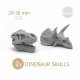 Dinosaur Skulls Dinosaur Skulls